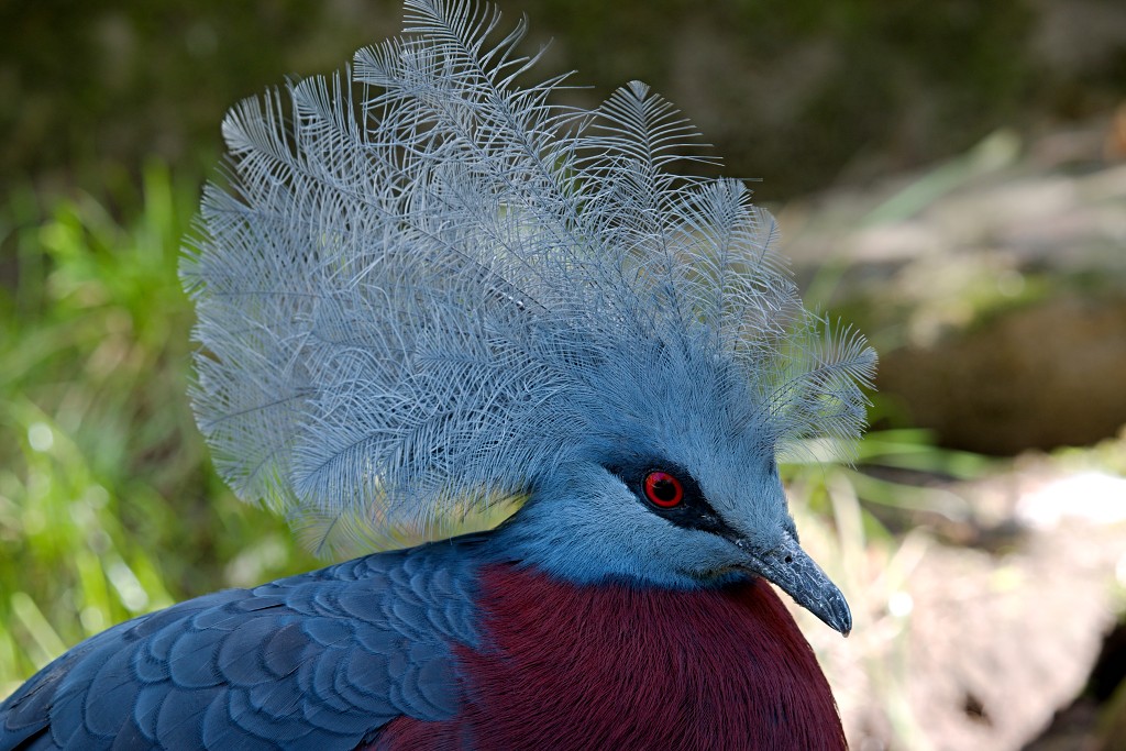 vogels vogel hdr fauna natuur aves zang vliegen vrij
